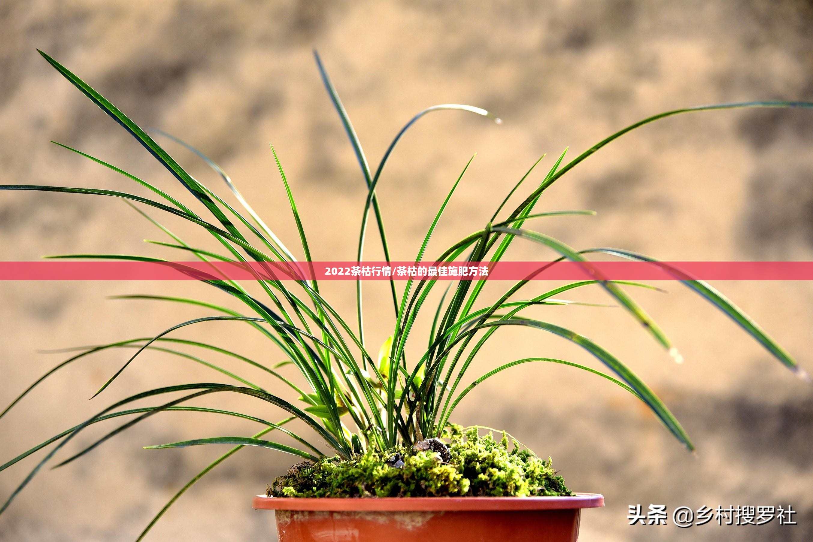 2022茶枯行情/茶枯的最佳施肥方法 2022茶枯行情/茶枯的最佳施肥方法