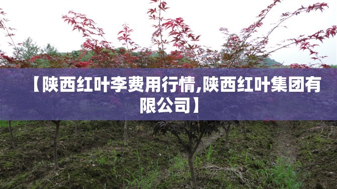 【陕西红叶李费用行情,陕西红叶集团有限公司】