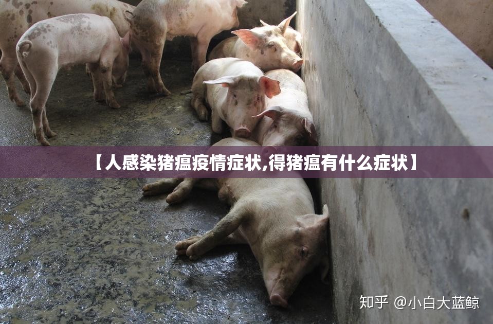 【人感染猪瘟疫情症状,得猪瘟有什么症状】 【人感染猪瘟疫情症状,得猪瘟有什么症状】