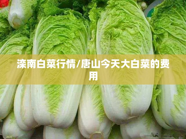 滦南白菜行情/唐山今天大白菜的费用 滦南白菜行情/唐山今天大白菜的费用