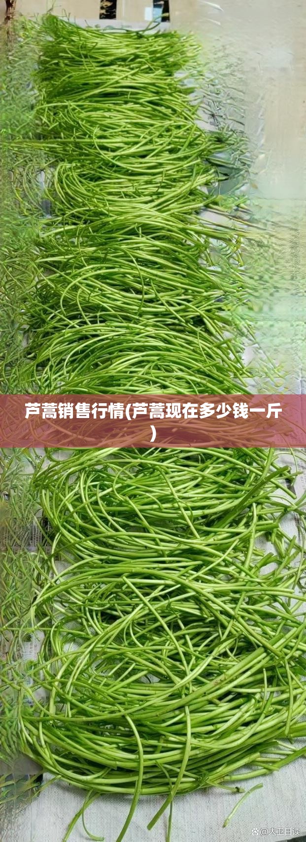 芦蒿销售行情(芦蒿现在多少钱一斤) 芦蒿销售行情(芦蒿现在多少钱一斤)