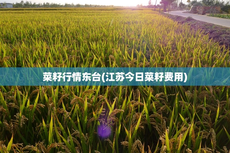 菜籽行情东台(江苏今日菜籽费用) 菜籽行情东台(江苏今日菜籽费用)