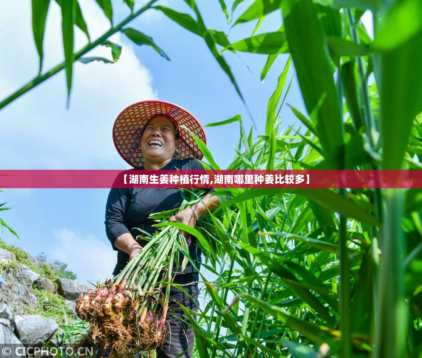 【湖南生姜种植行情,湖南哪里种姜比较多】 【湖南生姜种植行情,湖南哪里种姜比较多】