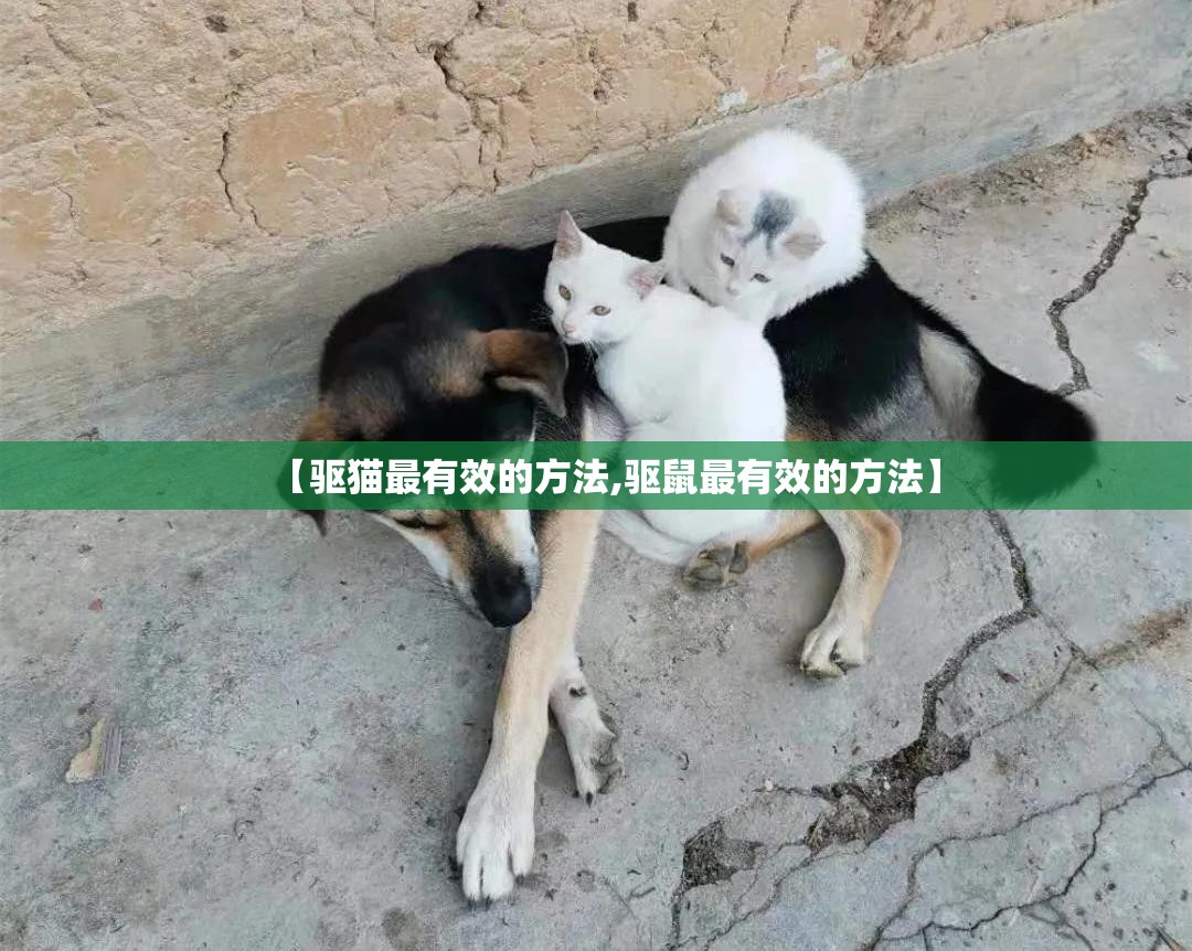 【驱猫最有效的方法,驱鼠最有效的方法】 【驱猫最有效的方法,驱鼠最有效的方法】