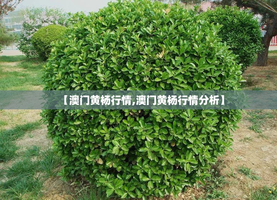 【澳门黄杨行情,澳门黄杨行情分析】