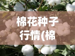 棉花种子行情(棉花种子批发)