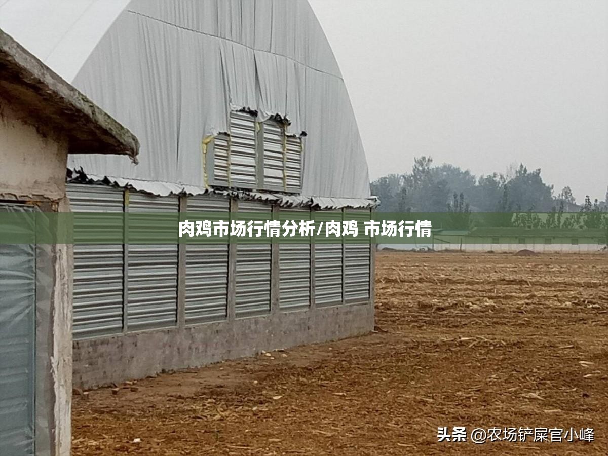 肉鸡市场行情分析/肉鸡 市场行情 肉鸡市场行情分析/肉鸡 市场行情