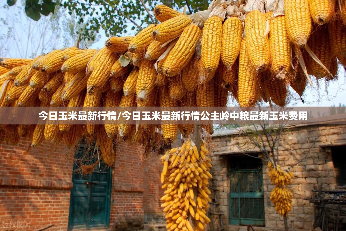 今日玉米最新行情/今日玉米最新行情公主岭中粮最新玉米费用 今日玉米最新行情/今日玉米最新行情公主岭中粮最新玉米费用