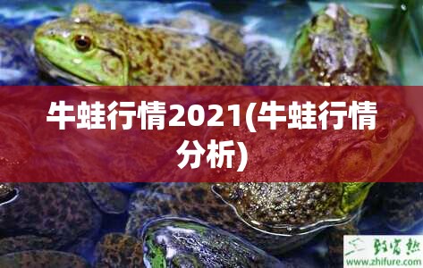 牛蛙行情2021(牛蛙行情分析) 牛蛙行情2021(牛蛙行情分析)