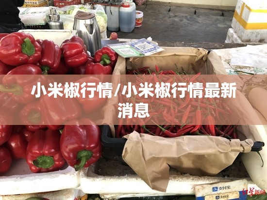 小米椒行情/小米椒行情最新消息 小米椒行情/小米椒行情最新消息